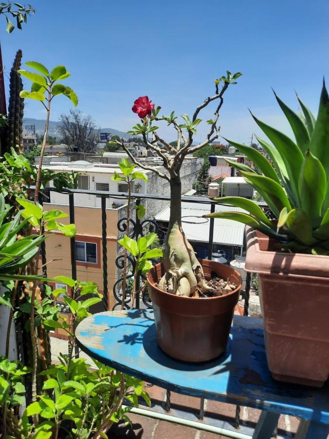 La Terraza Del Pochote Oaxaca Экстерьер фото