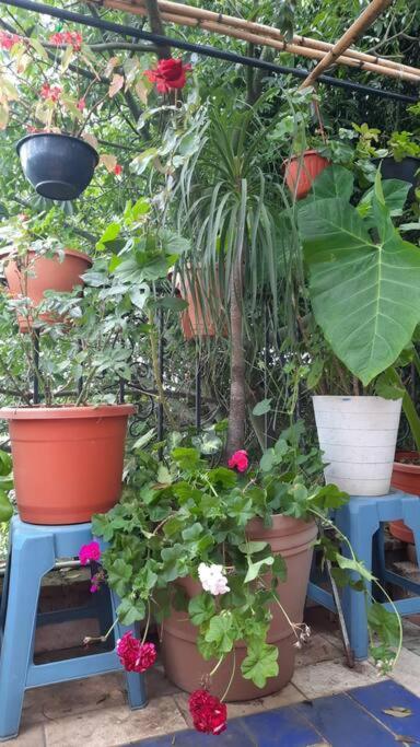 La Terraza Del Pochote Oaxaca Экстерьер фото