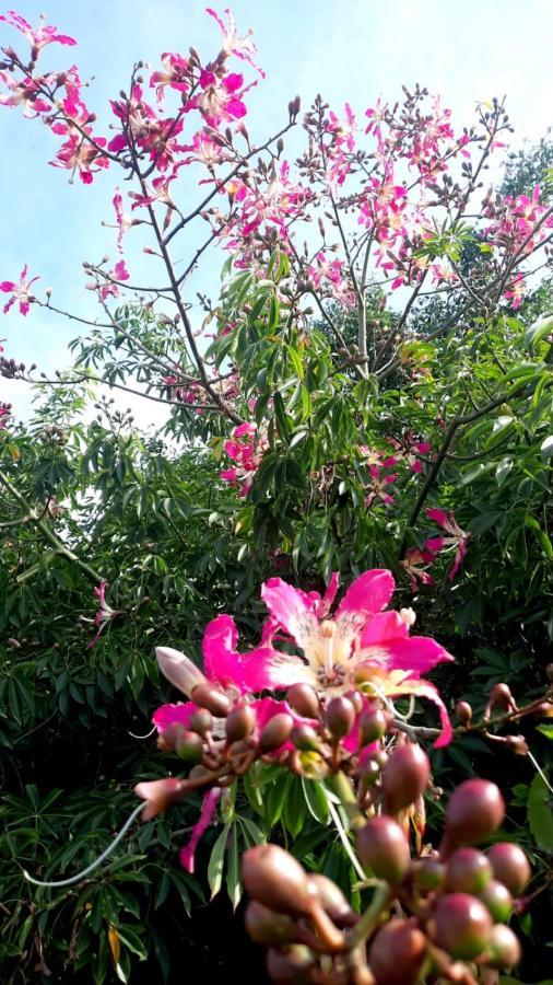 La Terraza Del Pochote Oaxaca Экстерьер фото